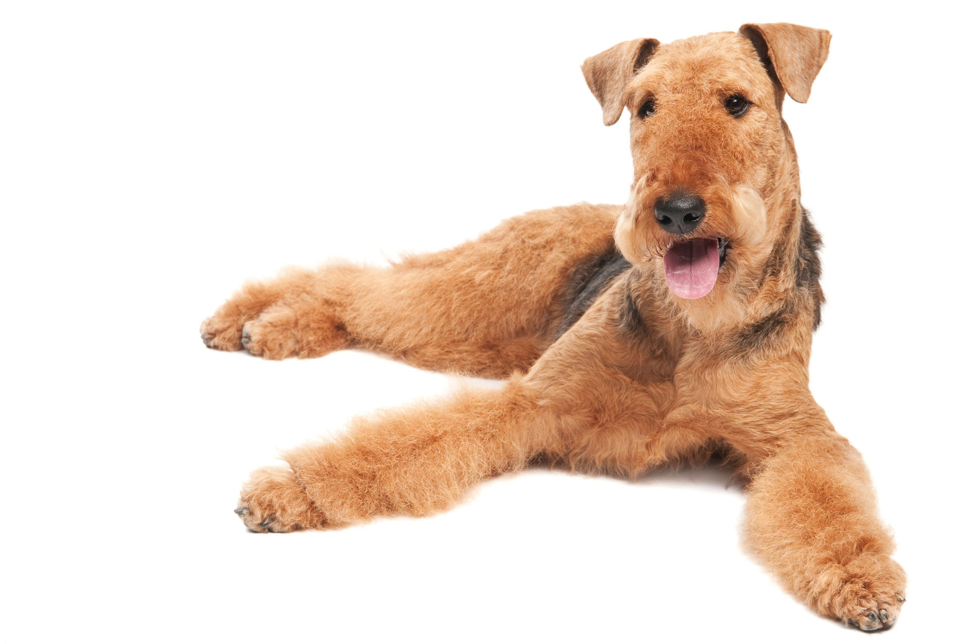 Airedale Terrier