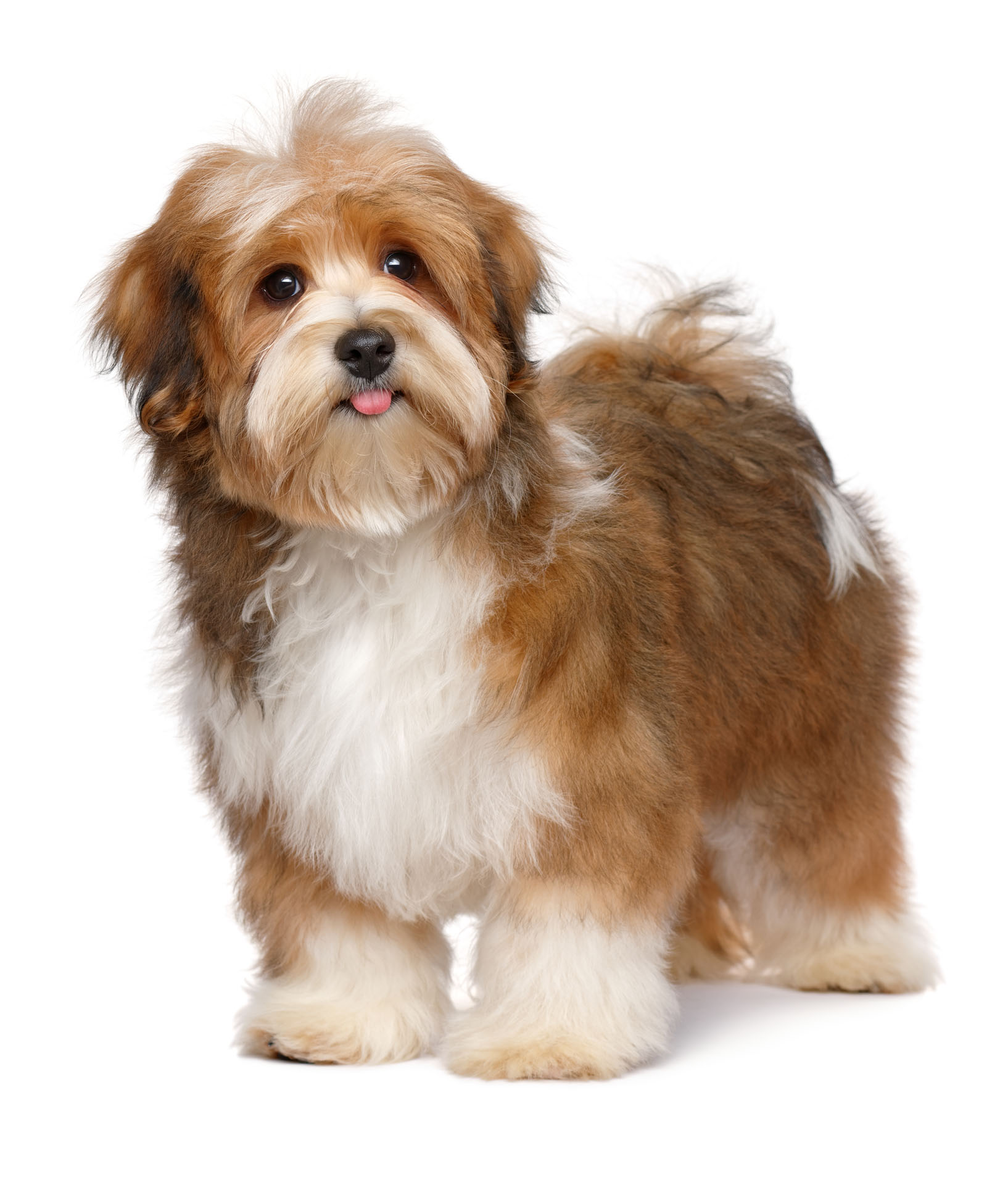 Bichon Avanese