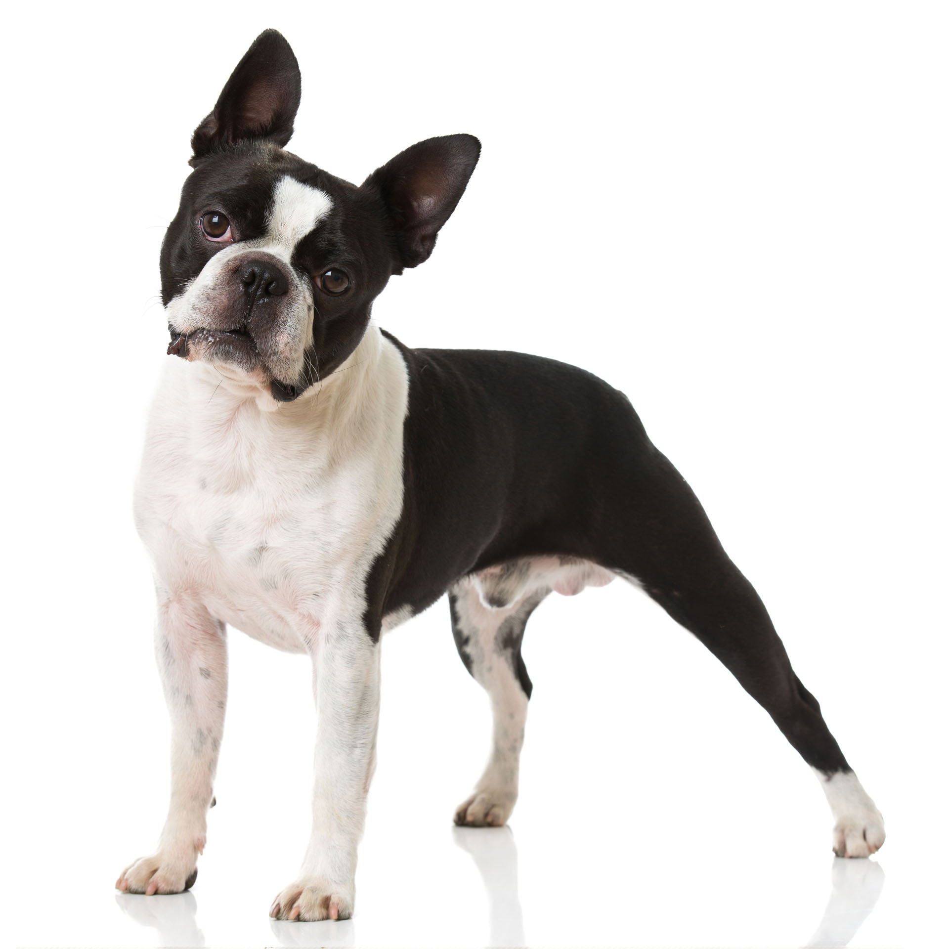 Boston Terrier