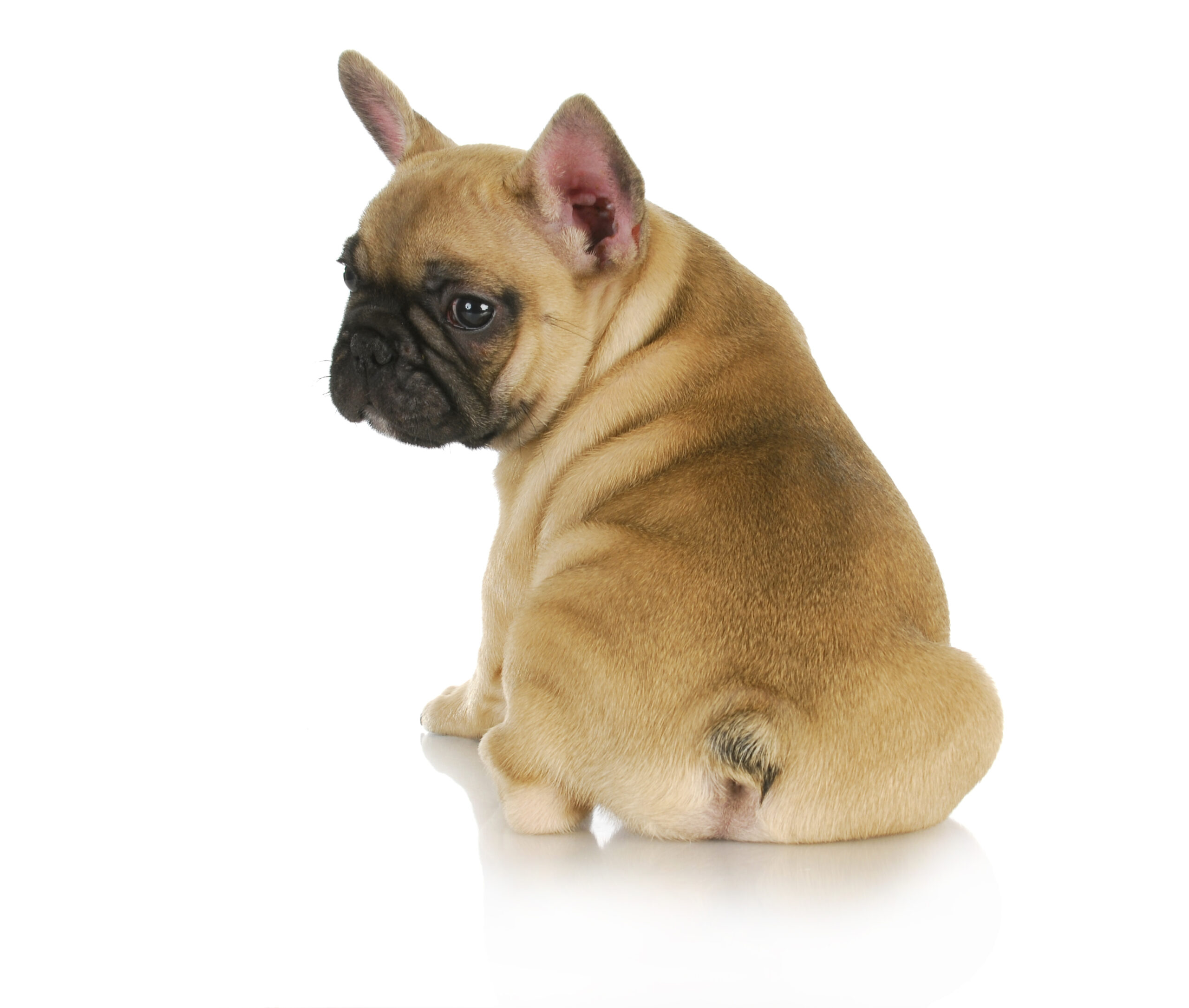 Bouledogue Francese