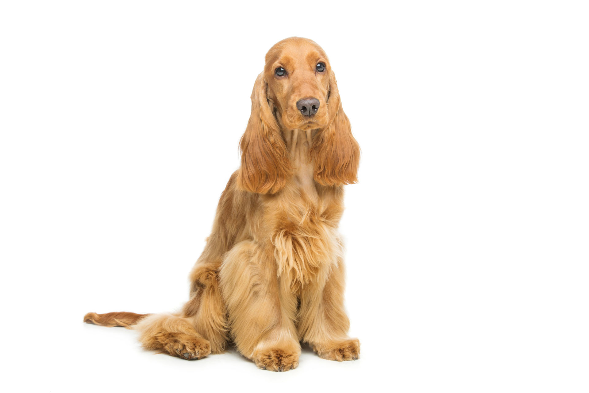 Cocker Inglese
