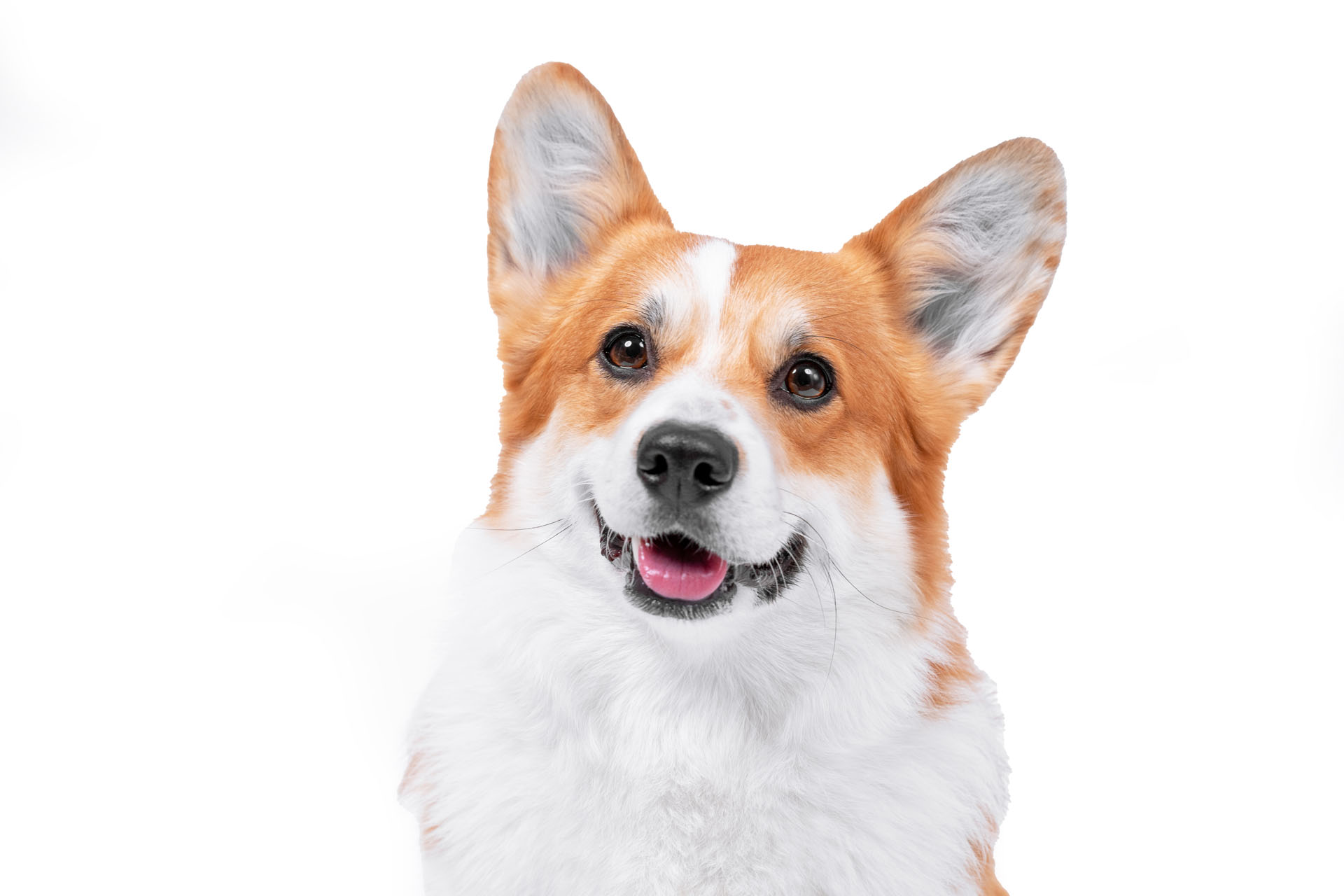 Corgi