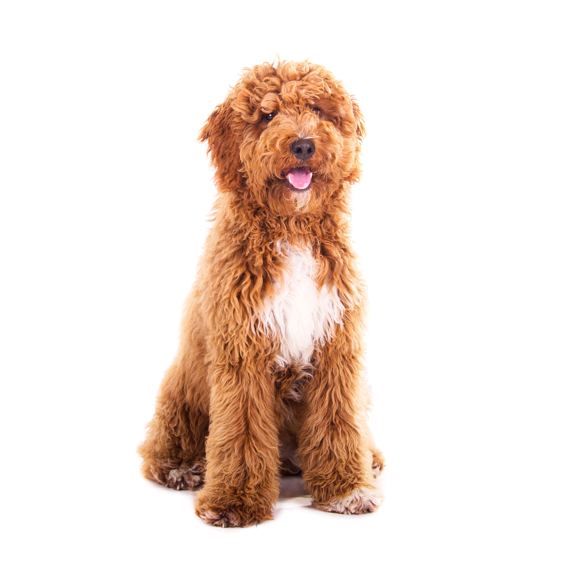 Labradoodle