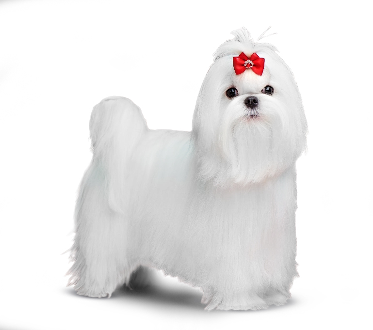 Maltese