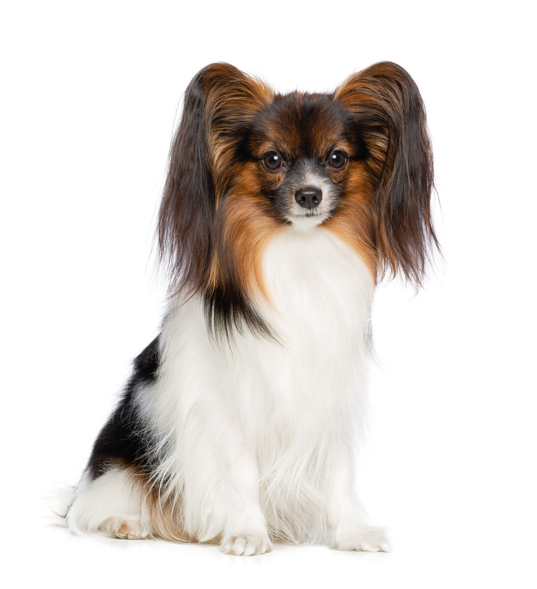 Papillon