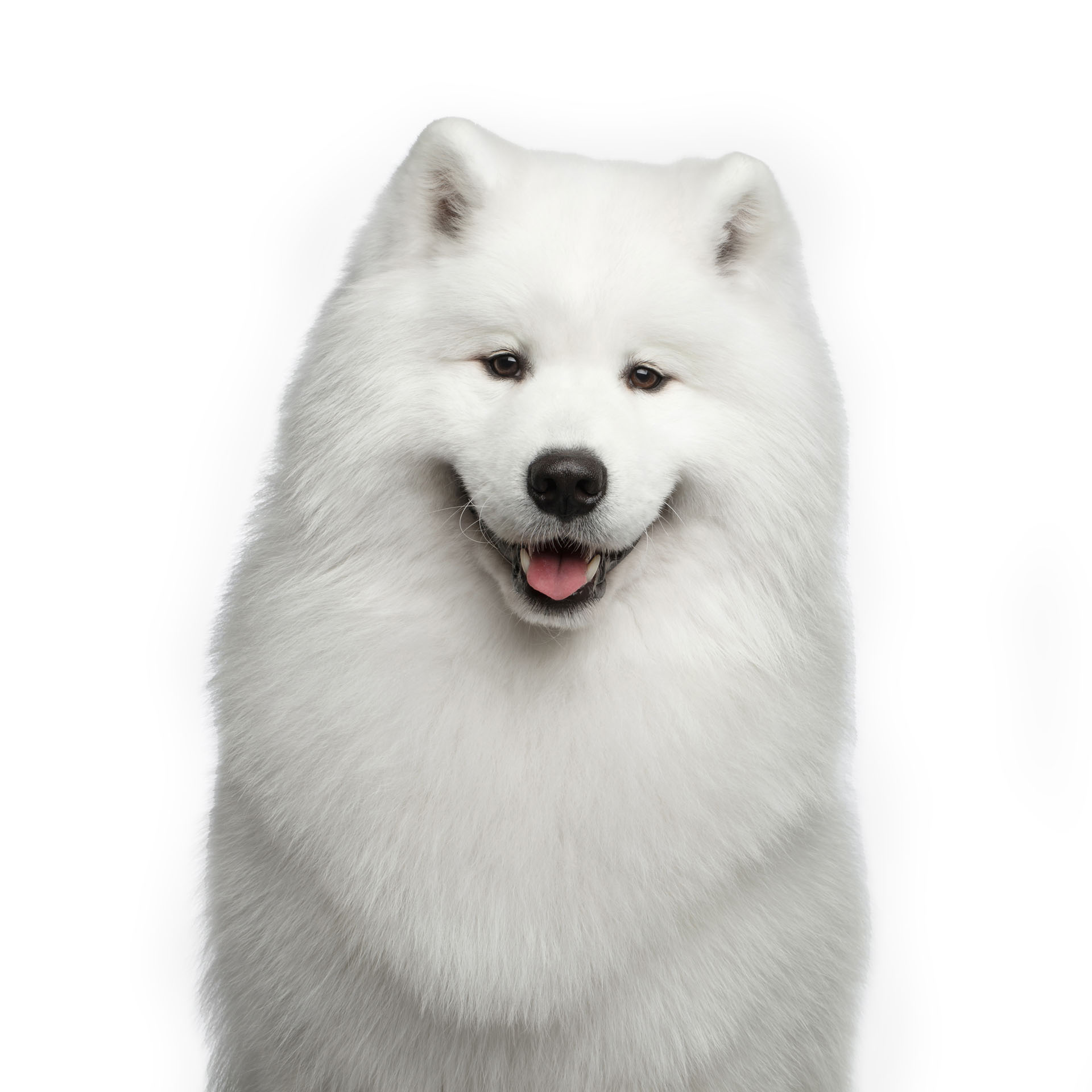 Samoiedo