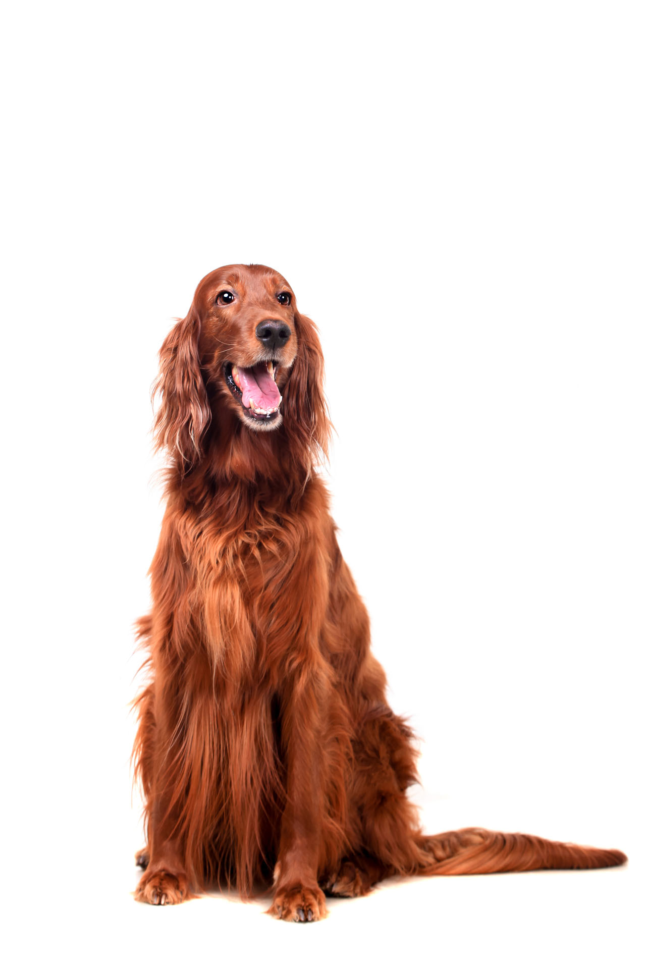 Setter