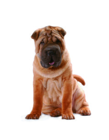 Sharpei