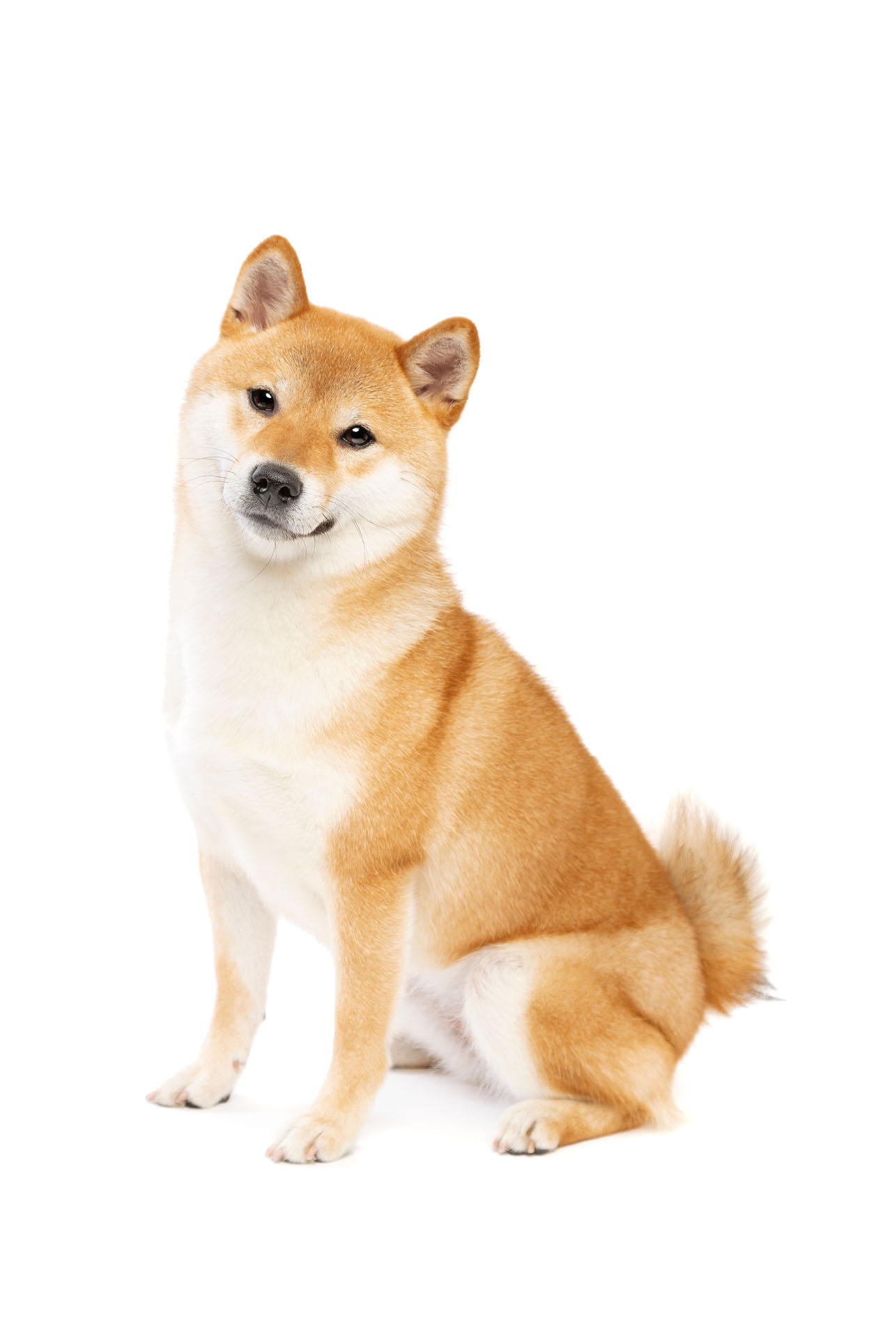 Shiba inu