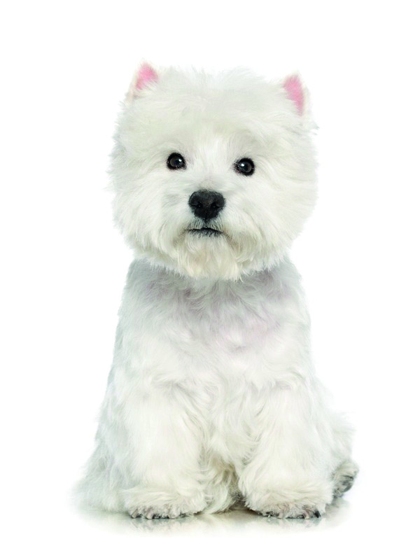 West Higland Terrier